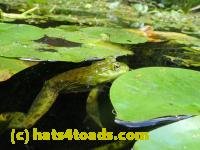 /home//u458753944/public_html/sourcegallery////////////////Frogs/Bullfrogs 2016-08 Ontario/P8120033.JPG